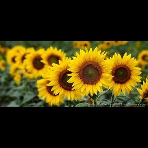 Meet your Posher, Patricia